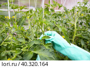Formation of bushes of flowering tomato plants, removal of lateral shoots. Стоковое фото, фотограф Виктория Тельминова / Фотобанк Лори