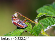 Cockchafer, colloquially called Maybug Maybeetle or doodlebug. Стоковое фото, фотограф Denis Shitikoff / Фотобанк Лори