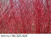 Заросли кизила. Краснотал, или Красная ива, или селуга (лат. Salix acutifolia) - вид листопадных деревьев или кустарников рода Ива (Salix) семейства Ивовые (Salicaceae). Стоковое фото, фотограф Людмила Ивашина / Фотобанк Лори