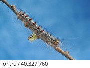 Гусеница непарного шелкопряда (Lymantria dispar Linnaeus) Стоковое фото, фотограф Dmitry29 / Фотобанк Лори