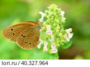 Коричневая бабочка (ла. Aphantopus hyperantus) на цветке мелиссы. Семейство нимфалид. Сатириды или бархатницы. Стоковое фото, фотограф Людмила Ивашина / Фотобанк Лори