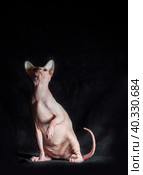 Portrait of pink hairless sphinx purebred cat lying on a dark background. Стоковое фото, фотограф Артем Курутин / Фотобанк Лори