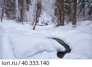 Footpath in winter taiga forest under heavy snow along Tevenek river on the bank of Teletskoe lake. Altai. Стоковое фото, фотограф Сергей Пристяжнюк (Serg Zastavkin) / Фотобанк Лори