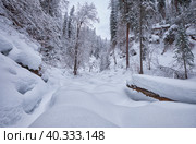 Footpath in winter taiga forest under heavy snow along Tevenek river on the bank of Teletskoe lake. Altai. Стоковое фото, фотограф Сергей Пристяжнюк (Serg Zastavkin) / Фотобанк Лори