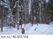 Footpath in winter taiga forest under heavy snow along Tevenek river on the bank of Teletskoe lake. Altai. Стоковое фото, фотограф Сергей Пристяжнюк (Serg Zastavkin) / Фотобанк Лори