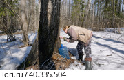Южный Урал, весенний лес: заготовитель собирает березовый сок. Southern Urals, spring forest: the supplier collects birch sap. (2023 год). Редакционное фото, фотограф Евгений Романов / Фотобанк Лори