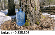 Южный Урал, весенняя тайга: сбор берёзового сока в бутыли. Southern Urals, spring taiga: collecting birch sap in bottles. Стоковое фото, фотограф Евгений Романов / Фотобанк Лори