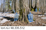 Южный Урал, весенняя тайга: сбор берёзового сока в бутыли. Southern Urals, spring taiga: collecting birch sap in bottles. Стоковое фото, фотограф Евгений Романов / Фотобанк Лори