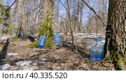 Южный Урал, весенняя тайга: сбор берёзового сока в бутыли. Southern Urals, spring taiga: collecting birch sap in bottles. Стоковое фото, фотограф Евгений Романов / Фотобанк Лори