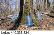 Южный Урал, весенняя тайга: сбор берёзового сока в бутыли. Southern Urals, spring taiga: collecting birch sap in bottles. Стоковое фото, фотограф Евгений Романов / Фотобанк Лори