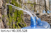 Южный Урал, весенняя тайга: сбор берёзового сока в бутыли. Southern Urals, spring taiga: collecting birch sap in bottles. Стоковое фото, фотограф Евгений Романов / Фотобанк Лори