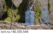 Южный Урал, весенняя тайга: сбор берёзового сока в бутыли. Southern Urals, spring taiga: collecting birch sap in bottles. Стоковое видео, видеограф Евгений Романов / Фотобанк Лори
