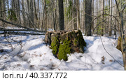 Южный Урал, трутовики на старом пне. Southern Urals, tinder mushrooms on the tree stump. Стоковое фото, фотограф Евгений Романов / Фотобанк Лори