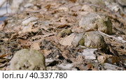 Южный Урал, грибы трутовики на стволе поваленной березы. Southern Urals, tinder mushrooms on the trunk of a fallen birch. Стоковое видео, видеограф Евгений Романов / Фотобанк Лори
