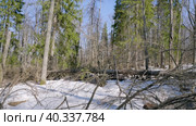 Южный Урал: пихты в весенней тайге. Southern Urals: fir trees in spring taiga. Стоковое видео, видеограф Евгений Романов / Фотобанк Лори