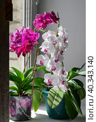The girl florist watered the house plants from the watering spray. On the window-sill is a pot of orchid, zamioculcas and dieffenbachia. Стоковое фото, фотограф Вербицкая Светлана / Фотобанк Лори