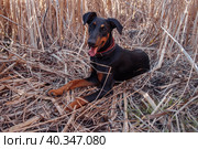 A young black Doberman puppy lying in a field in dry grass in summer close-up, dog walking concept, pet, human friend, aggressive and friendly breeds, training and upbringing. Стоковое фото, фотограф Ирина Компаниец / Фотобанк Лори