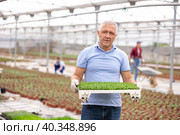 male gardener swaps pallets with young deren seedlings for full formation of plant. Стоковое фото, фотограф Яков Филимонов / Фотобанк Лори