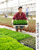 female gardener swaps pallets with young mint transplant seedlings for full formation of plant. Стоковое фото, фотограф Яков Филимонов / Фотобанк Лори