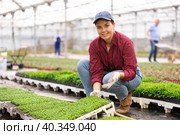 Smiling female gardener swaps pallets with young deren seedlings for full formation of plant. Стоковое фото, фотограф Яков Филимонов / Фотобанк Лори