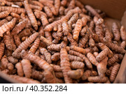 Closeup of dried turmeric rhizomes as natural food background. Стоковое фото, фотограф Яков Филимонов / Фотобанк Лори