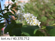 Яблонька в цвету..... Стоковое фото, фотограф Альбина Усманова / Фотобанк Лори