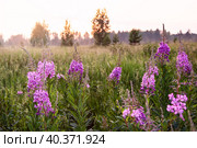 Pink fireweed flowers on a summer meadow, illuminated by the setting sun. Summer landscape with meadow and forest at sunset. Стоковое фото, фотограф Оксана Прахова / Фотобанк Лори