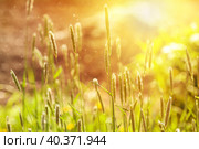 Wild grass at summer sunset. Warm grass meadow on warm golden hour sunset or sunrise time. Autumn fall nature field background. Стоковое фото, фотограф Оксана Прахова / Фотобанк Лори
