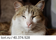 A contented domestic cat, an impudent cat, a cat with a sore ear, a squint-eyed look, a cute gray cat. Стоковое фото, фотограф Светлана Леуто / Фотобанк Лори