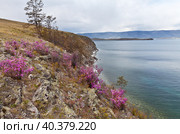 Baikal Lake in springtime. On the slopes of the rocky coast of Olkhon Island, there are bushes of wild pink rhododendron, or, as the locals call it, bagulnik. The last ice floes are melting at the rocks. Стоковое фото, фотограф Виктория Катьянова / Фотобанк Лори
