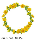 Венок из желтых ромашек. Изолировано на белый фон. Wreath with yellow daisies isolated on white background. Стоковое фото, фотограф Елена Арсентьева / Фотобанк Лори