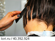 Real female haircut in a beauty salon. woman hairdresser and client. female business. cutting off a strand of wet hair. Стоковое фото, фотограф Антон Вахрушев / Фотобанк Лори