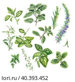 A set of Provencal herbs: basil, marjoram, rosemary, cumin. Watercolor illustration on a white background. kitchen slicers. Homemade spicy herbs. suitable for booklets, restaurant menus, design. Стоковая иллюстрация, иллюстратор Анастасия Чехонадская / Фотобанк Лори