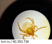 Ixodid tick under a microscope. Стоковое фото, фотограф Egor Sarantstv / Фотобанк Лори