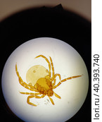 Ixodid tick under a microscope. Стоковое фото, фотограф Egor Sarantstv / Фотобанк Лори