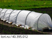 the sprouted onions in the garden bed and the greenhouse covered with a span bond are pressed with bricks. selective focus. Стоковое фото, фотограф Антон Вахрушев / Фотобанк Лори