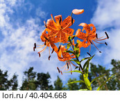 Вид снизу на цветущую тигровую лилию (лат. Lilium lancifolium Thunb (Lilium tigrinum Ker-Gawl.) в каплях дождя на фоне голубого неба с облаками. Стоковое фото, фотограф Елена Яворская / Фотобанк Лори