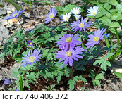 Ветреница нежная (Anemone blanda) Стоковое фото, фотограф Илюхина Наталья / Фотобанк Лори