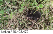 Крот в земле роет себе ход. The mole is digging a hole in the ground. Стоковое видео, видеограф Мария / Фотобанк Лори