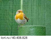 Малиновка или зарянка. Стоковое фото, фотограф Natalia Sidorova / Фотобанк Лори
