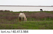 A thin white horse with a sore leg grazes on a spring green meadow against the background of a foal. The exhausted horse grazes on the young green grass. The concept of animal cruelty. Стоковое видео, видеограф Александр Кротков / Фотобанк Лори