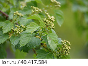 Psysocarpus opuliforius blooms with white flowers in spring. Стоковое фото, фотограф Володина Ольга / Фотобанк Лори