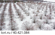Горный Алтай, плантации калины зимой. Вид с воздуха. Altai mountains, viburnum plantations in winter. Aerial view. Стоковое видео, видеограф Евгений Романов / Фотобанк Лори