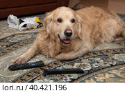 A dog, a Golden Retriever, is gnawing on TV remotes and phones.The dog is a rodent. Стоковое фото, фотограф Александр Поташев / Фотобанк Лори