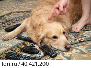 A dog, a Golden Retriever, is gnawing on TV remotes and phones.The dog is a rodent. Стоковое фото, фотограф Александр Поташев / Фотобанк Лори