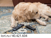 The dog is lying with gnawed TV remotes and a gnawed phone. Стоковое фото, фотограф Александр Поташев / Фотобанк Лори