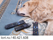 The dog is lying with gnawed TV remotes and a gnawed phone. Стоковое фото, фотограф Александр Поташев / Фотобанк Лори