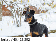Portrait of a black young Doberman in the snow close up on a walk in the Park close up. Стоковое фото, фотограф Ирина Компаниец / Фотобанк Лори