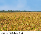 Agricultural landscape. Yellow-green millet field. The millet crop is ripening in the field. Стоковое фото, фотограф Александр Кротков / Фотобанк Лори