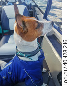 Собака jack russel серьёзно с умным видом смотрит на воду с борта лодки. Стоковое фото, фотограф Юлия Кваскова / Фотобанк Лори
